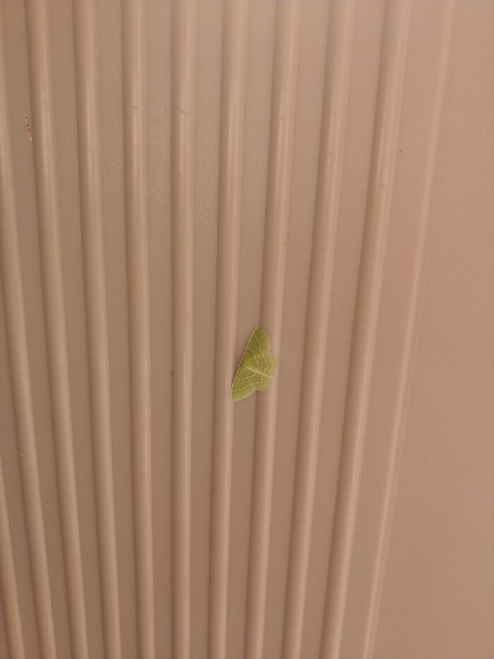 I Had Never Seen A Green One Before This