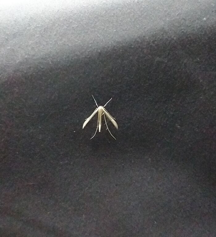 Found This Cute Little Thing Hanging Out On A Pillow.