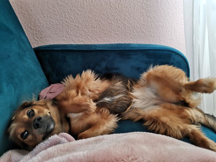 She Likes To Lay There Like That And Wait For Scratches. That Smile Though.