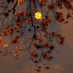 supriyasingh_1 avatar