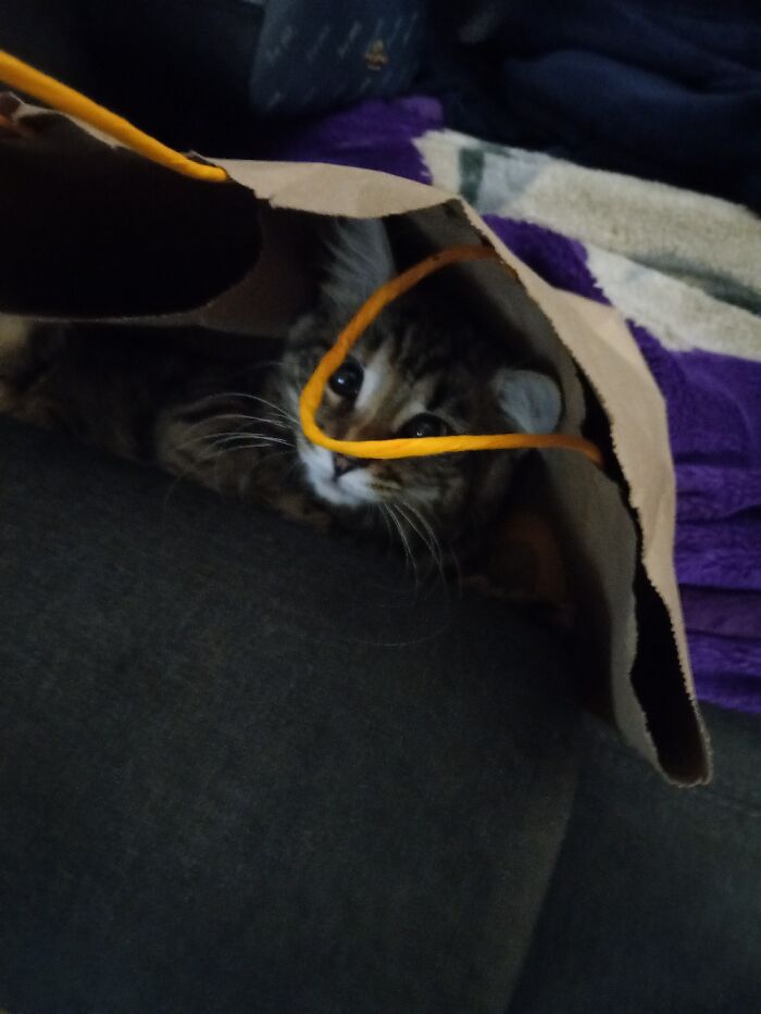 This Is My Baby Coco...she Has At Least 25 Cat Toys But Prefers A Paper Bag.