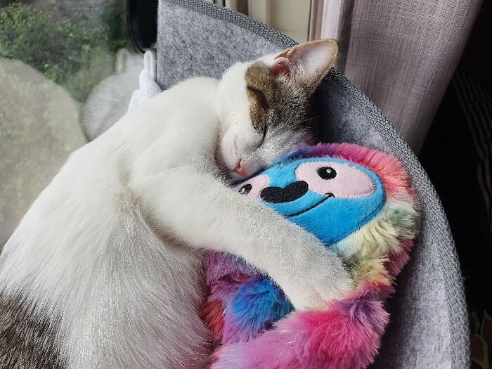 A Cat And His Best Friend Napping Together