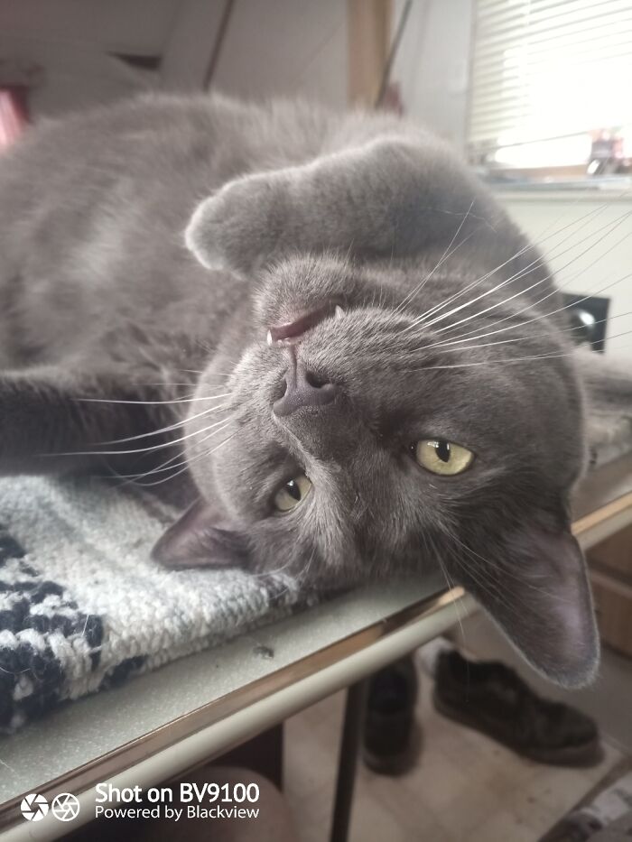 Orion The Bobcat Hybrid Trying To Nap