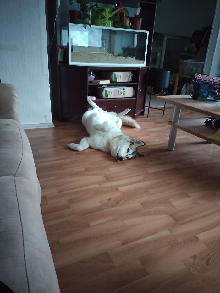 Husky, What A Majestic Creature