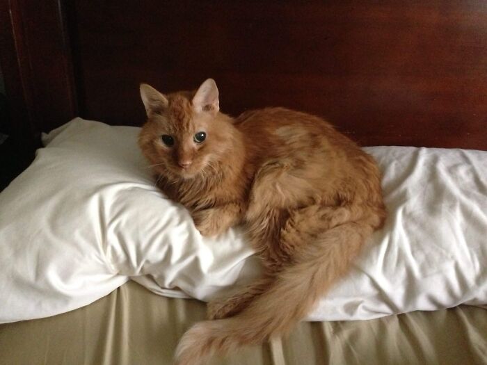 My Old Guy Rusty At 22 Years Old. Amazing Cat - Miss Him Still! ❤