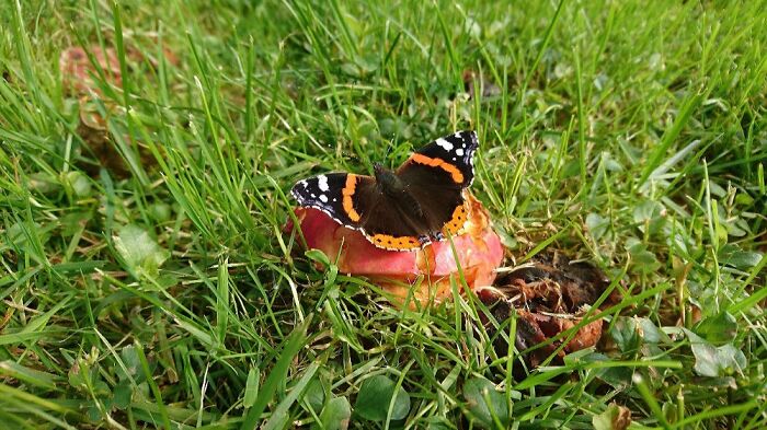 Cute Butterfly Casually Eating An Apple