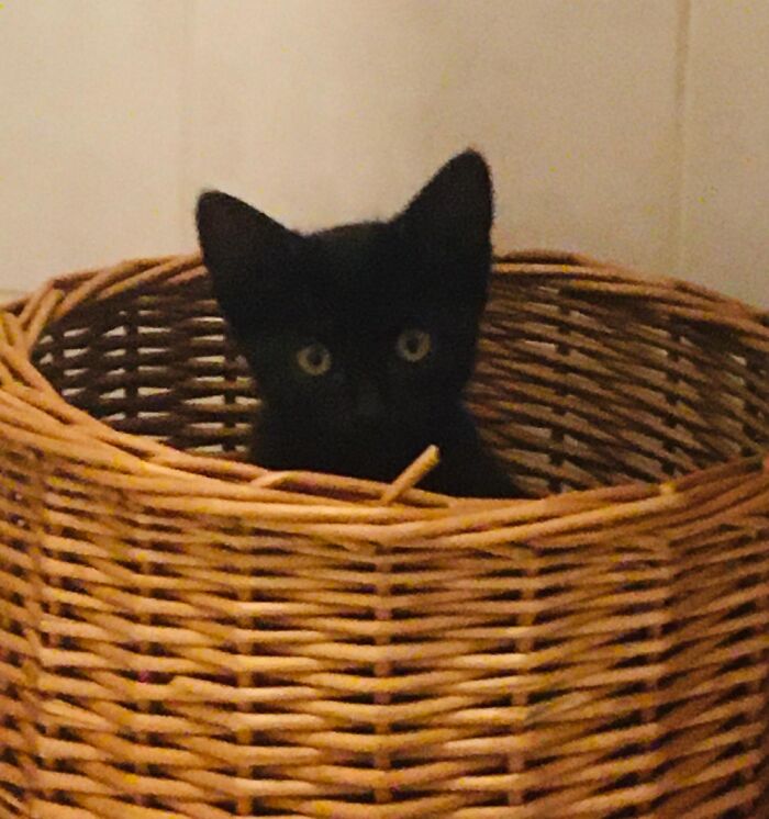 My New Blob-Kitten, Scared Of The Hoover.