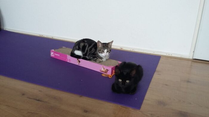 Anyone Ordered Two Baby-Loaves?