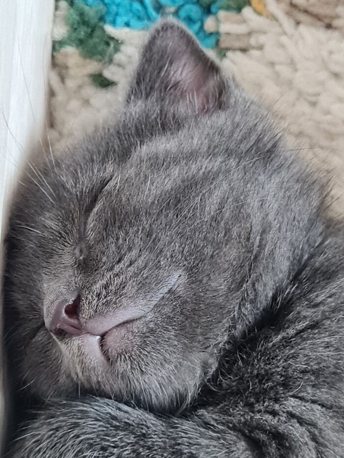 Our Newly Adopted Sleeping Beauty