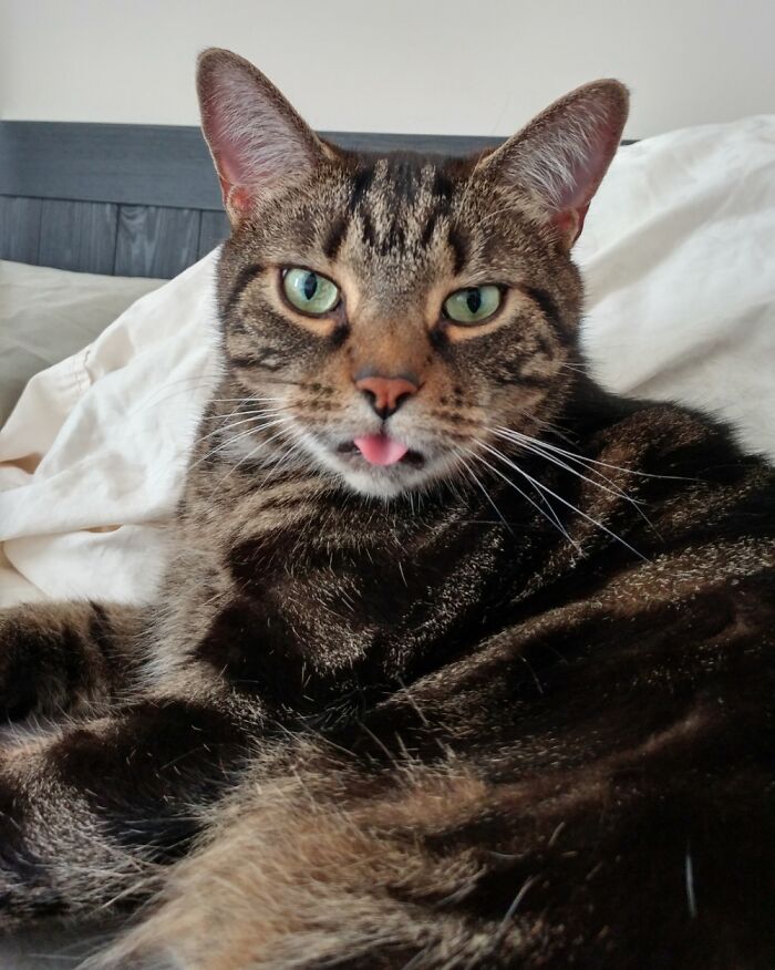 Loki Is Not Happy About Being Interrupted Mid-Bath