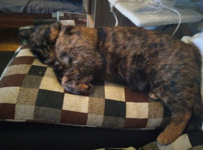 My Little Devil Lucy