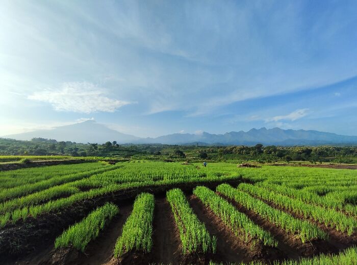 Scenery In A Village In East Java, Indonesia