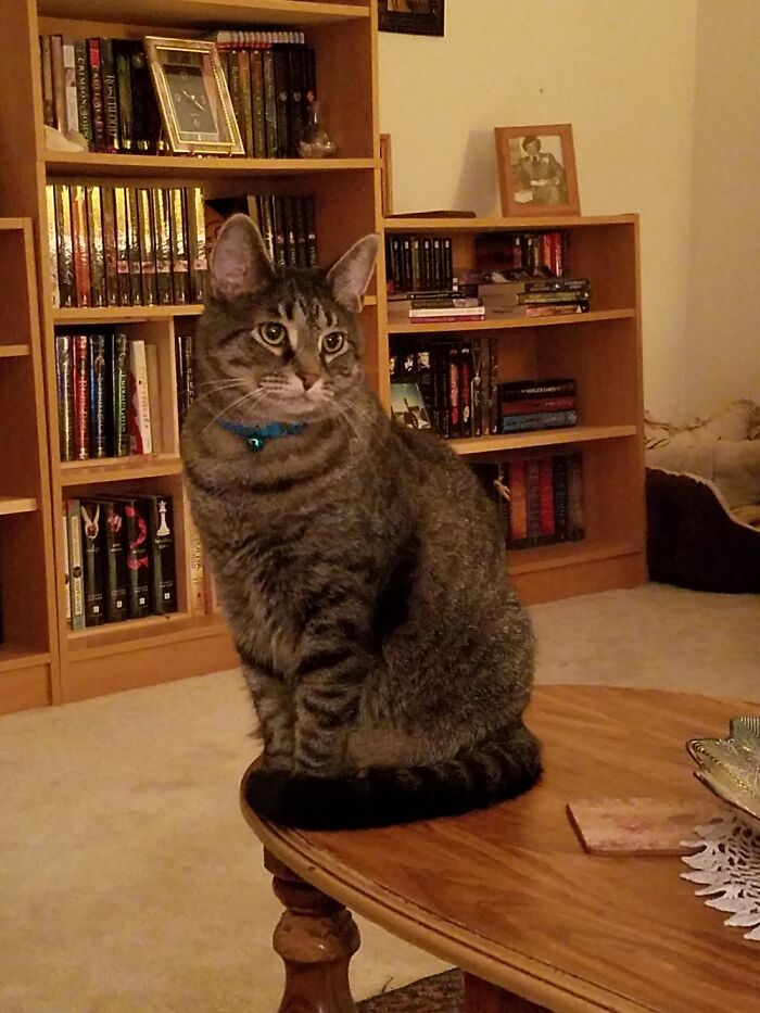 Our Gentle Giant - Gizmo