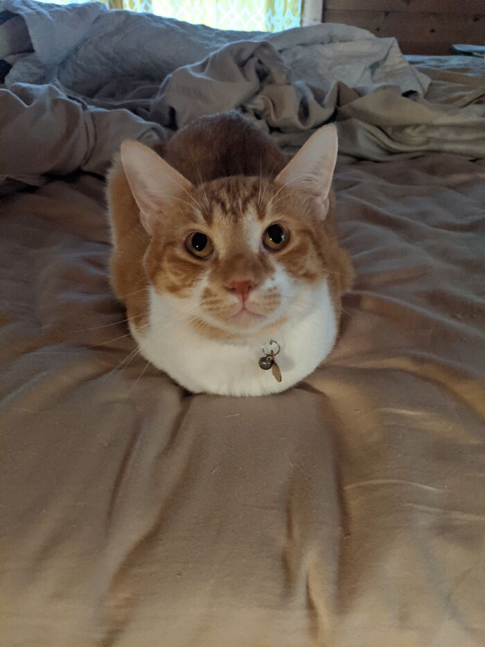 I Cat, Therefore I Loaf...