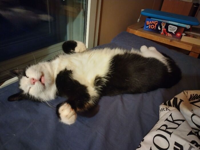 Our Cat Looks Like This All The Time