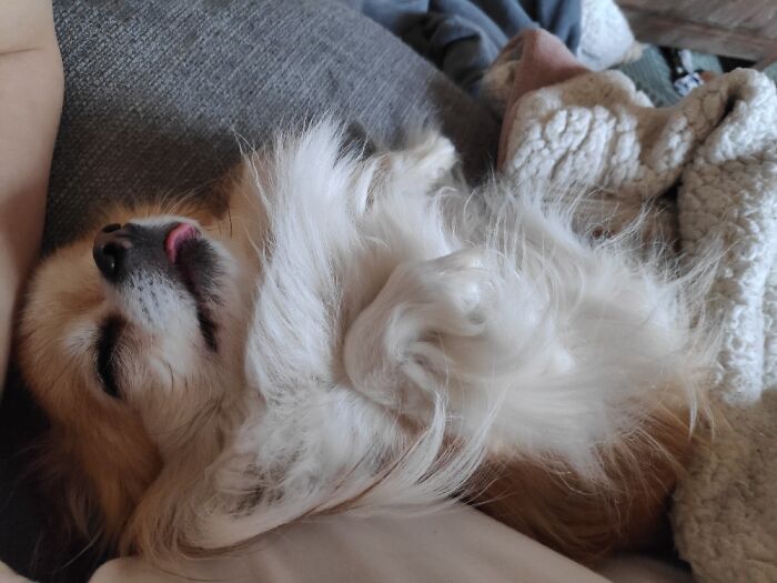 Our Other Fuzzy Child/Spoiled Lil Brat 😁