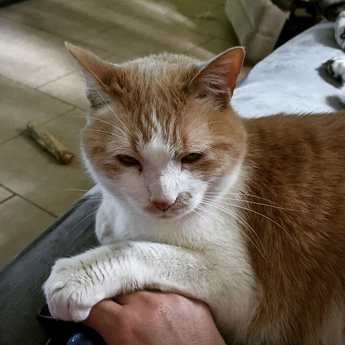 Mr Colby Jack Wanted To Hold Hands While I Was Using My Laptop