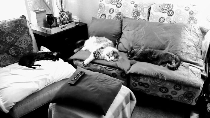 Sam (Now 7m), Carrot (M - Passed) & Voodoo (Now 11f).