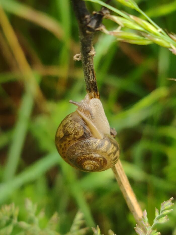 My Field Was Full Of These Guys!