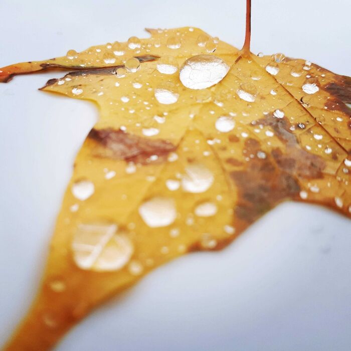 Leaf On The Hood Of My Car. Taken With My Phone
