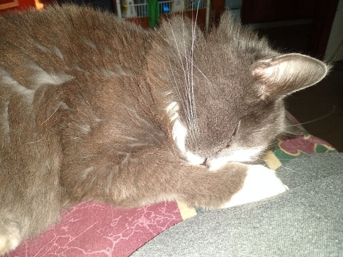 Taking A Nap. Tiki Is Full Of Surprises...