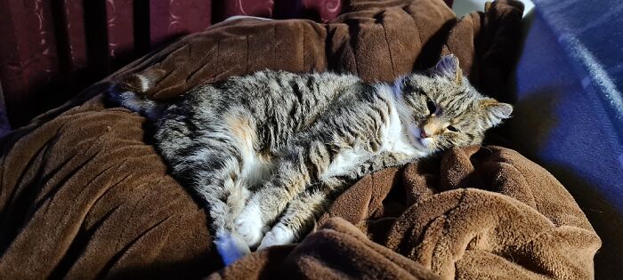 My Rescue, Merlin, On My Heated Blanket, On Top Of His Heated Pet Bed (He Moves If Too Warm😅)