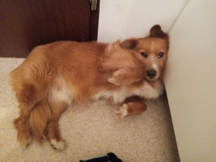 Want Belly Rubs, Don't Care If It's 4am And Human Need To Go To Work