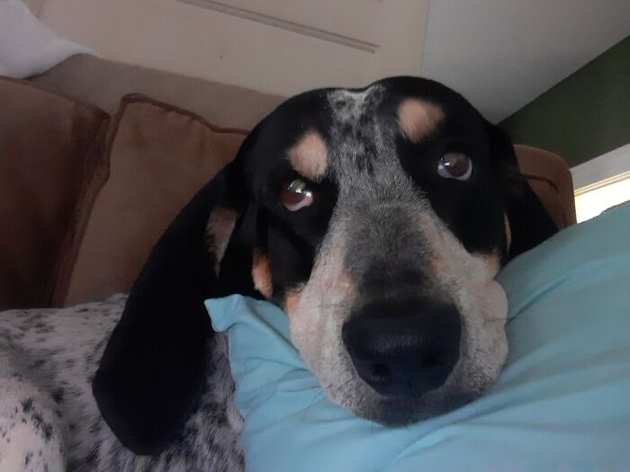 Bocephus Just Being A Bobo