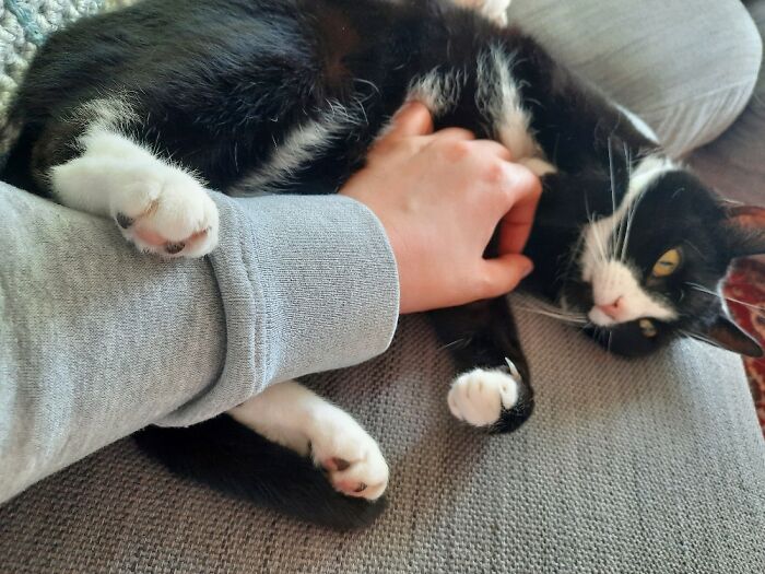 Only I Can Touch Pucks Murder Area (Belly).