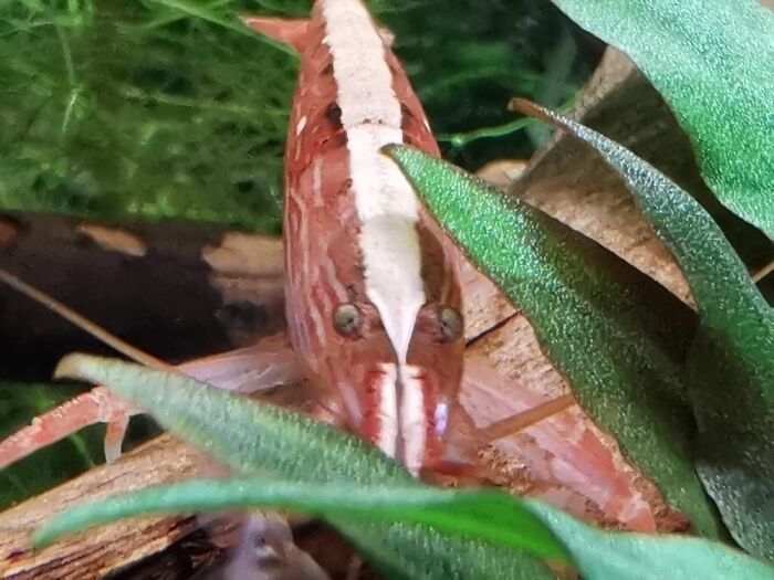 Wood Shrimp Stare...