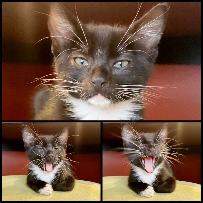 Barney Getting Sleepy ...