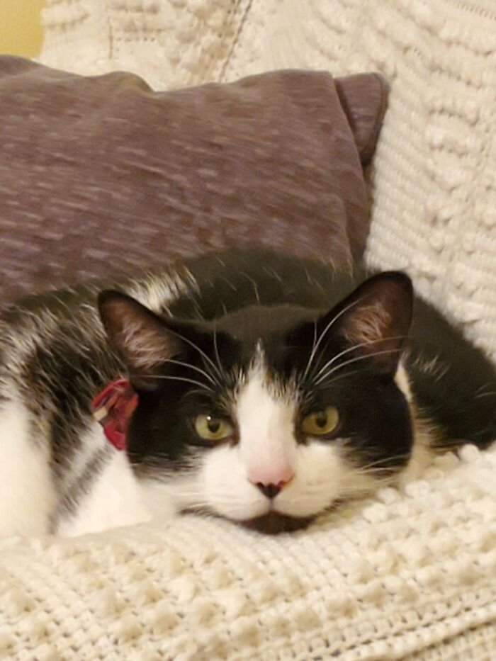 My Sweet Oreo. I Adopted Him When A Neighbor Couldn't Keep Him.