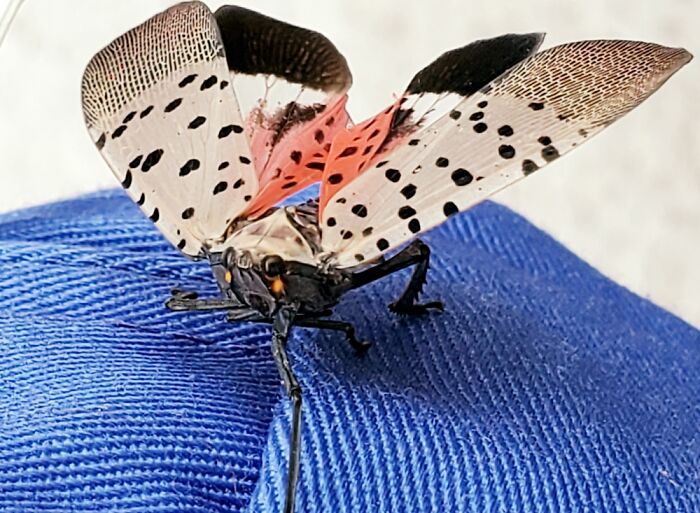 Lantern Fly. Super Destructive, But So Pretty!