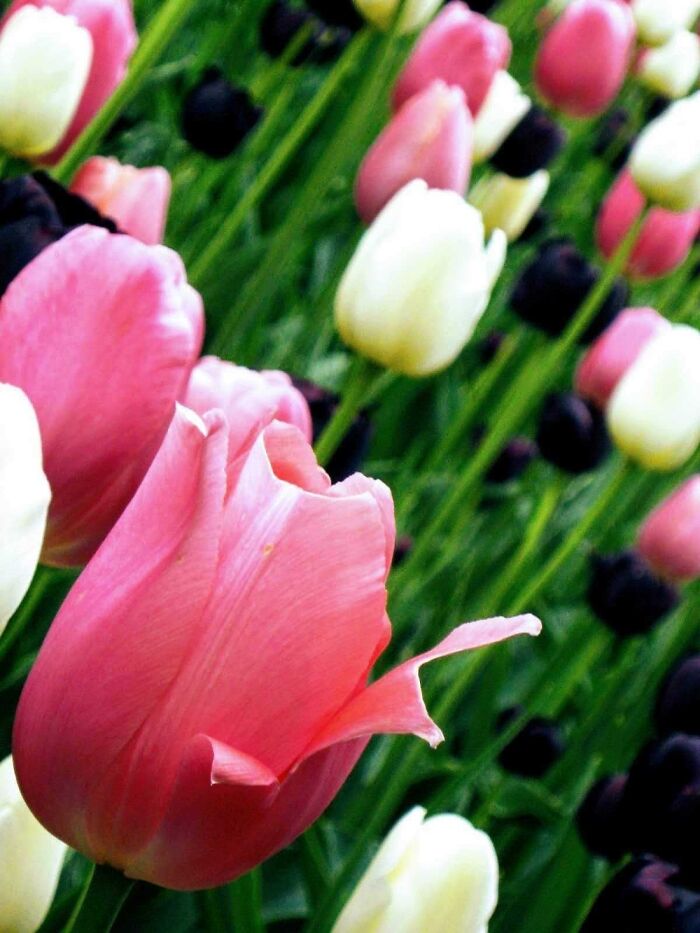 Tulip Festival, Ottawa Canada