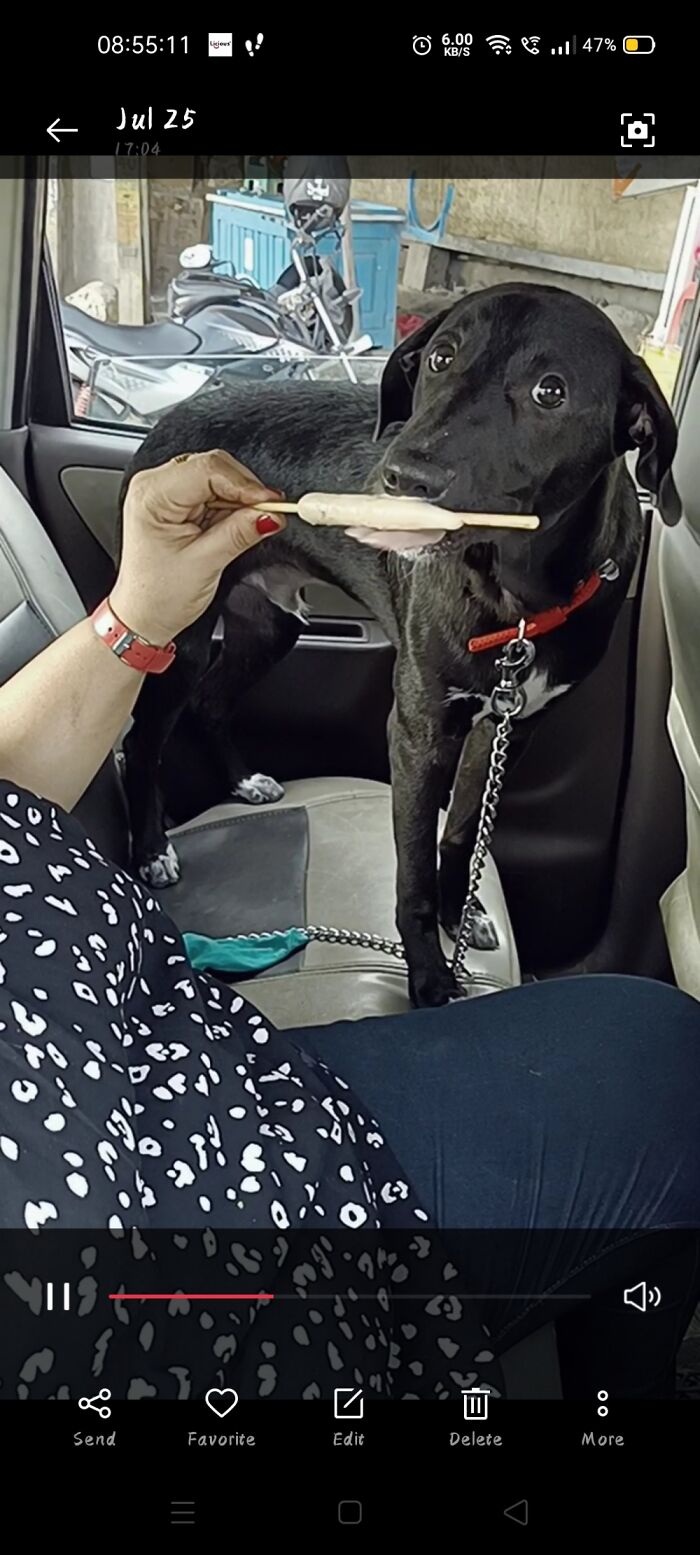 My Dog Being Derp Eating Ice Cream(It Was Hot Out And We Have Only Given It To Him Once)