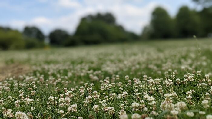 Small Grass Flowers In Forest Park. St. Louis, Mo