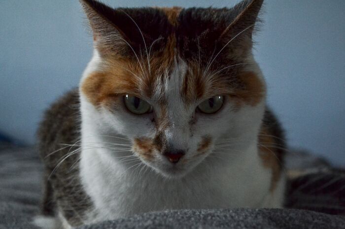 Shelby Doesn't Like To Be Photographed