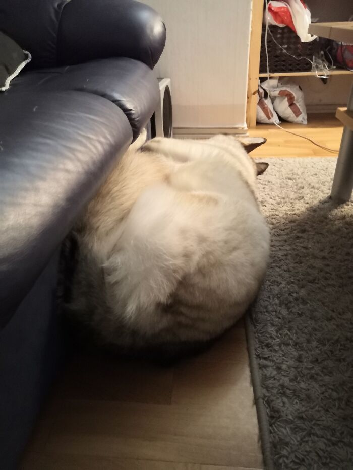 Does This Huskyloaf Count?