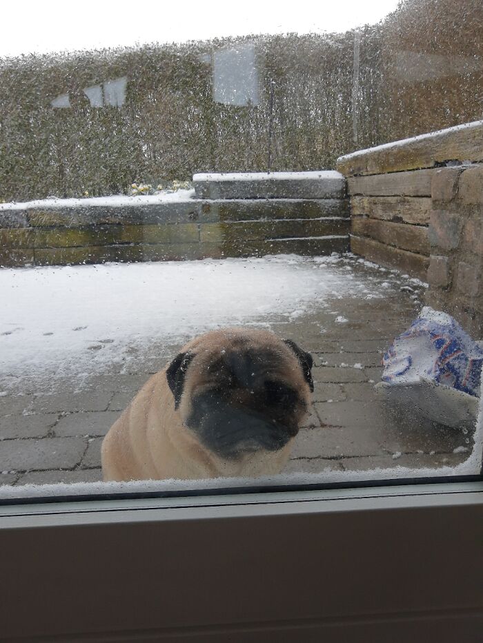 Couch Potato Does Not Appreciate The Springtime Snowfall