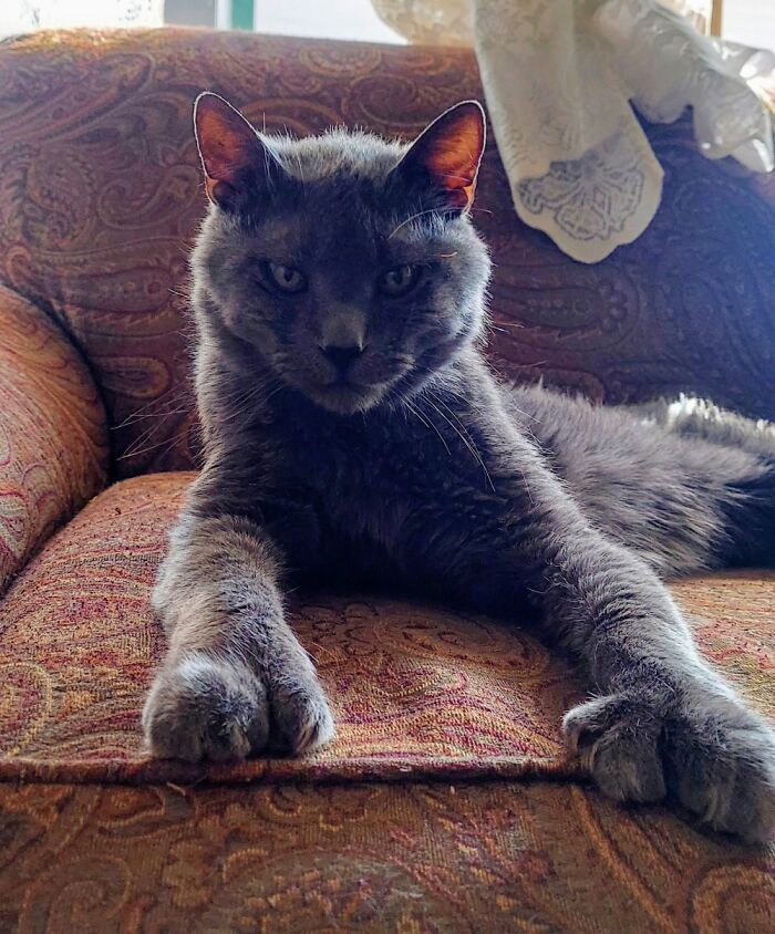 My 16 Year Old Grumpy Old Man, Seven, Is A Ploydactyl And Has 2 Extra Toes On Each Paw