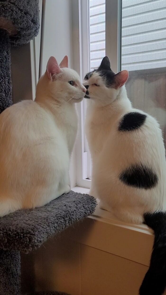 They Are Brothers 😟