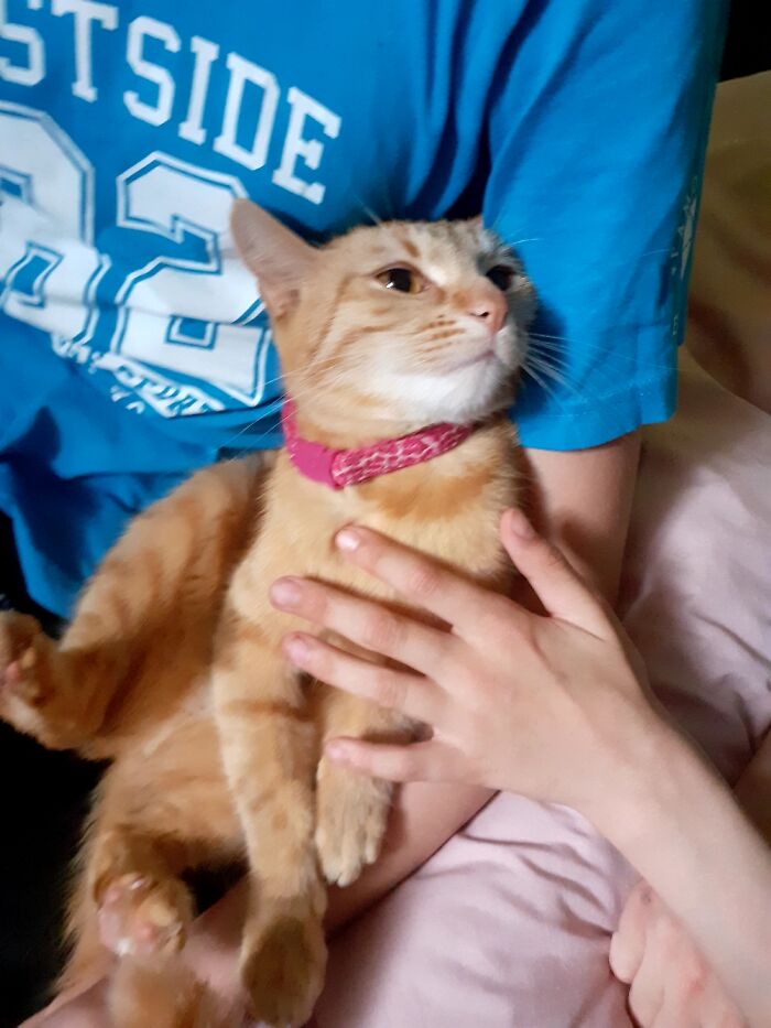 I Dont Have A Cat Bc Im Allergic But Enjoy My Besties Cat