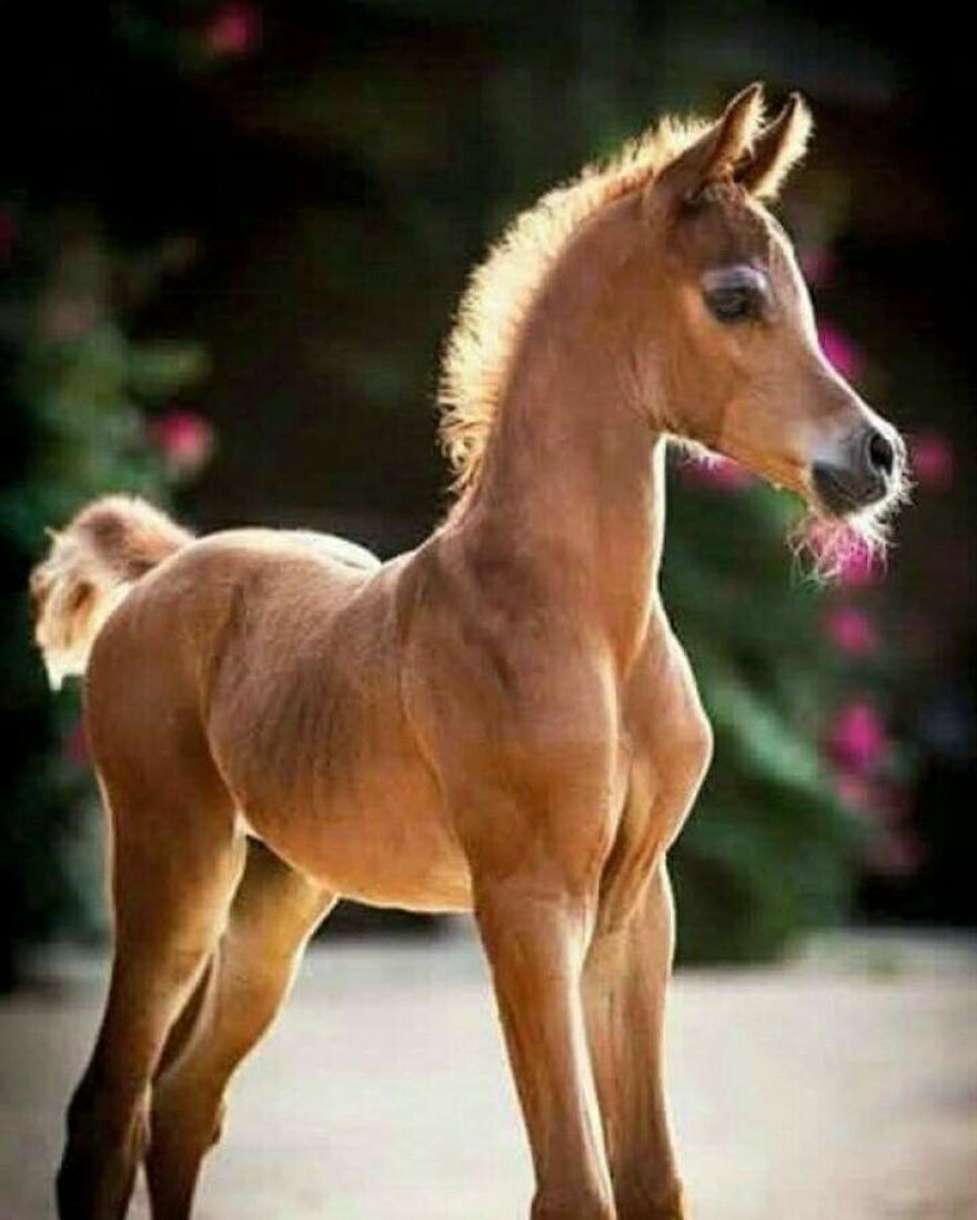 17 Amazing And Cute Animals!