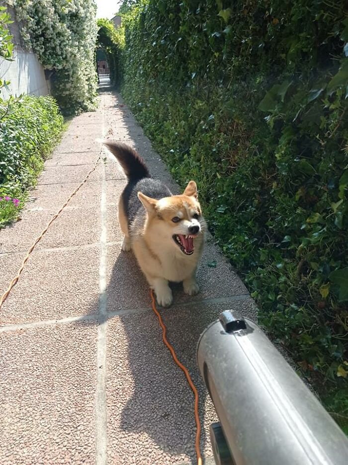 From Gardening To Drama. Nico Fights For His Life Against The Wind Blower (The Wind Blower Had Peaceful Intentions By The Way)
