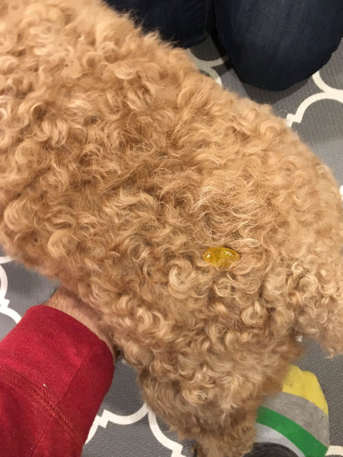 My Father Told Me He Dropped His Coughdrop While Taking My Dog Out And Couldn’t Find It Anywhere