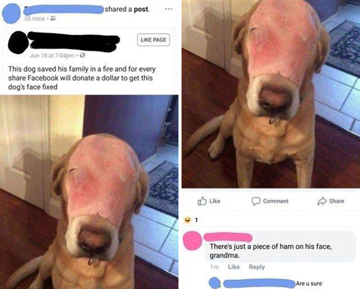 Someone Help This Poor Dog