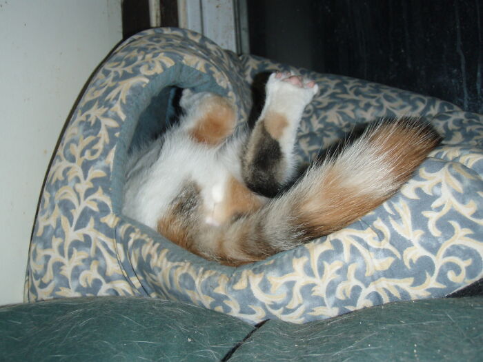 Coffeecake In Flattened Pyramid Bed
