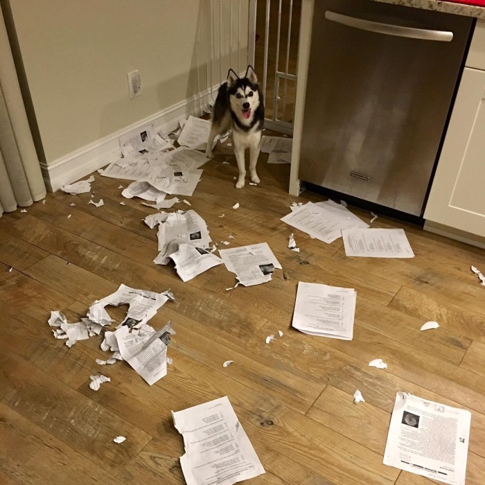 Hey Pandas, Post A Picture Of The Time When Your Pet Really Did Eat Your Work (Closed)