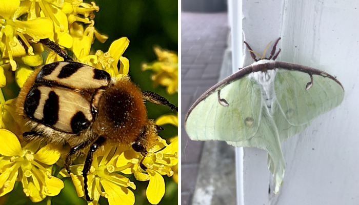 Hey Pandas, Share A Photo Of An Interesting Bug (Closed)