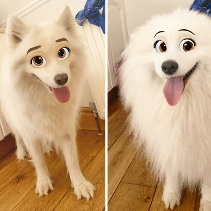 Hey Pandas, Post The Funniest Picture Of Your Pet With A Filter On (Closed)